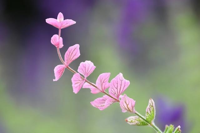 东莞情感咨询师在线解答免费，东莞免费情感咨询在线聊天？